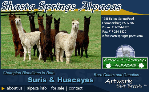 Shasta Springs Alpacas - Friendly, Gentle Suri & Huacayas That Are Part of the Family